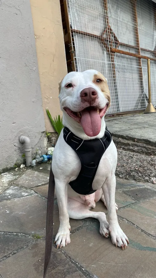 Photo d'avis client : pitbull de 25 kg portant le harnais Classique noir en taille L