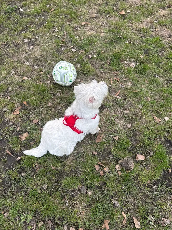 Westie portant le harnais Premium rouge taille M dans un parc